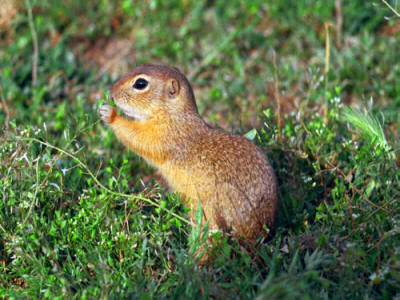 Bulgarian wildlife